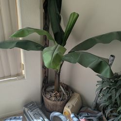 Artificial trees and plants