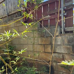 Extremely Tall Bamboo Prob 15-20ft