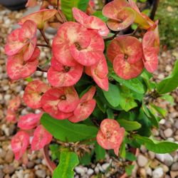 Euphorbia Milii/Corona de Cristo