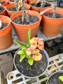 Planta Corona de cristo