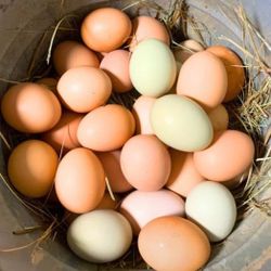 Fresh Farm Eggs