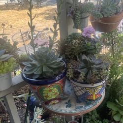 Huge Plant Sale!