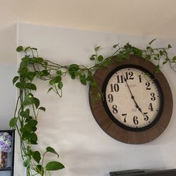 plantas