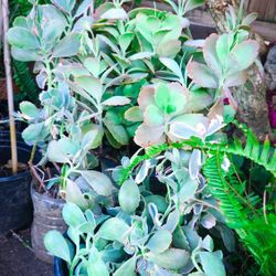 Kalanchoe Lavender Scallops 🪷🌿