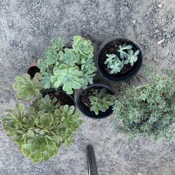 Succulents 