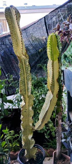 Variegated African Candelabra - Euphorbia ammak variegata