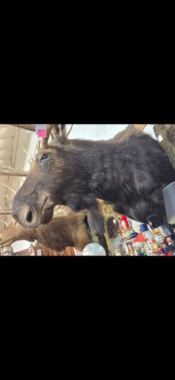 Huge Moose Taxidermy Mount Cabin Lodge Decor SALE $1,500 PLUS TAX