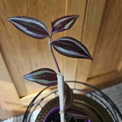 Tradescantia Zabrina (purple pot-A)
