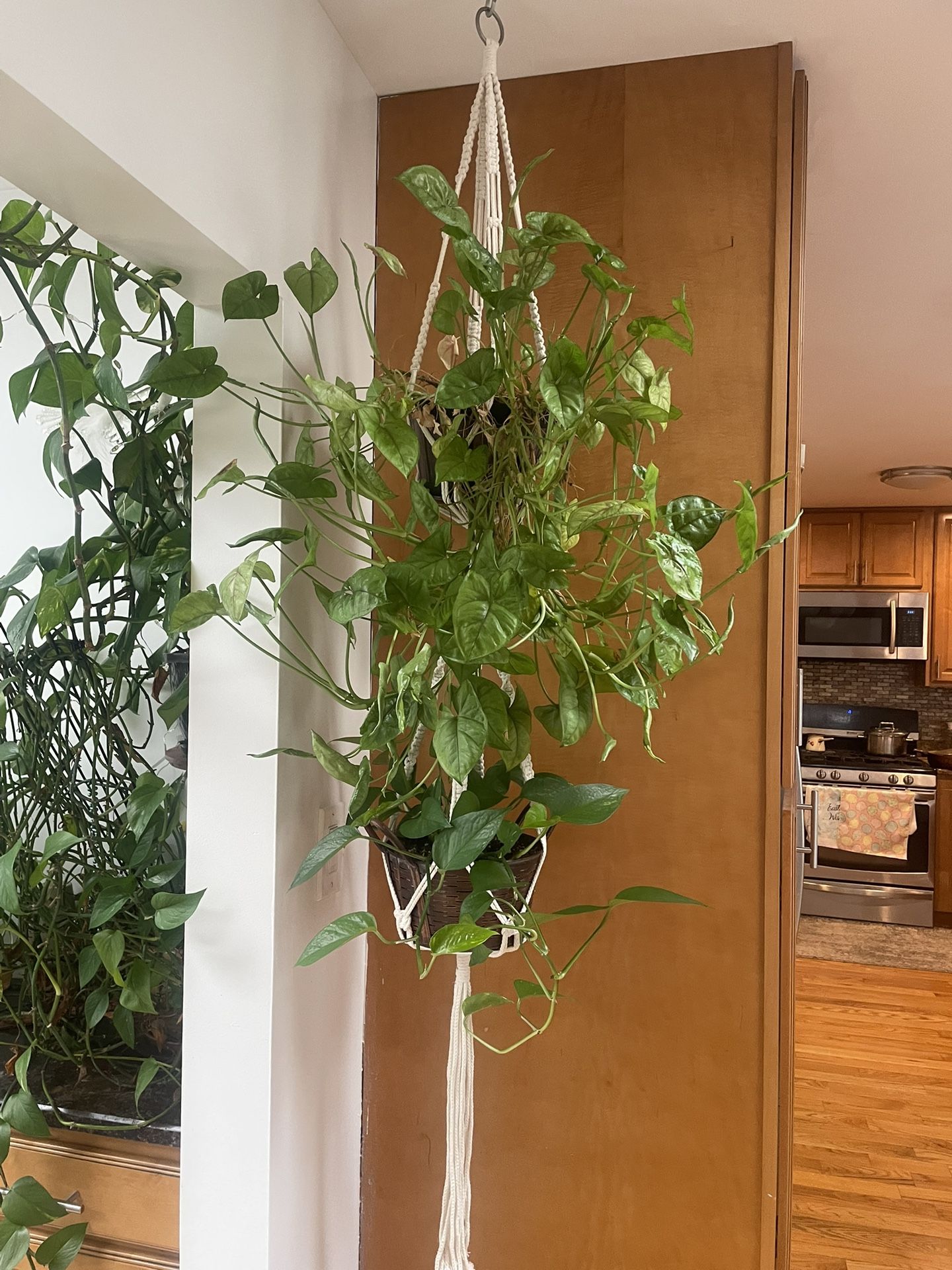 Hanging Macrame With 2 Plants