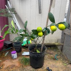 Plant: Lemon