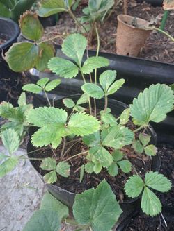 🍓Instant Strawberry Patch! 10+ Fully Rooted Wild Strawberry Plants in Single Pots 🍓🌱