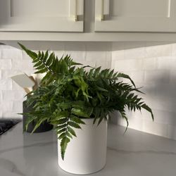 Artificial Fern Plant
