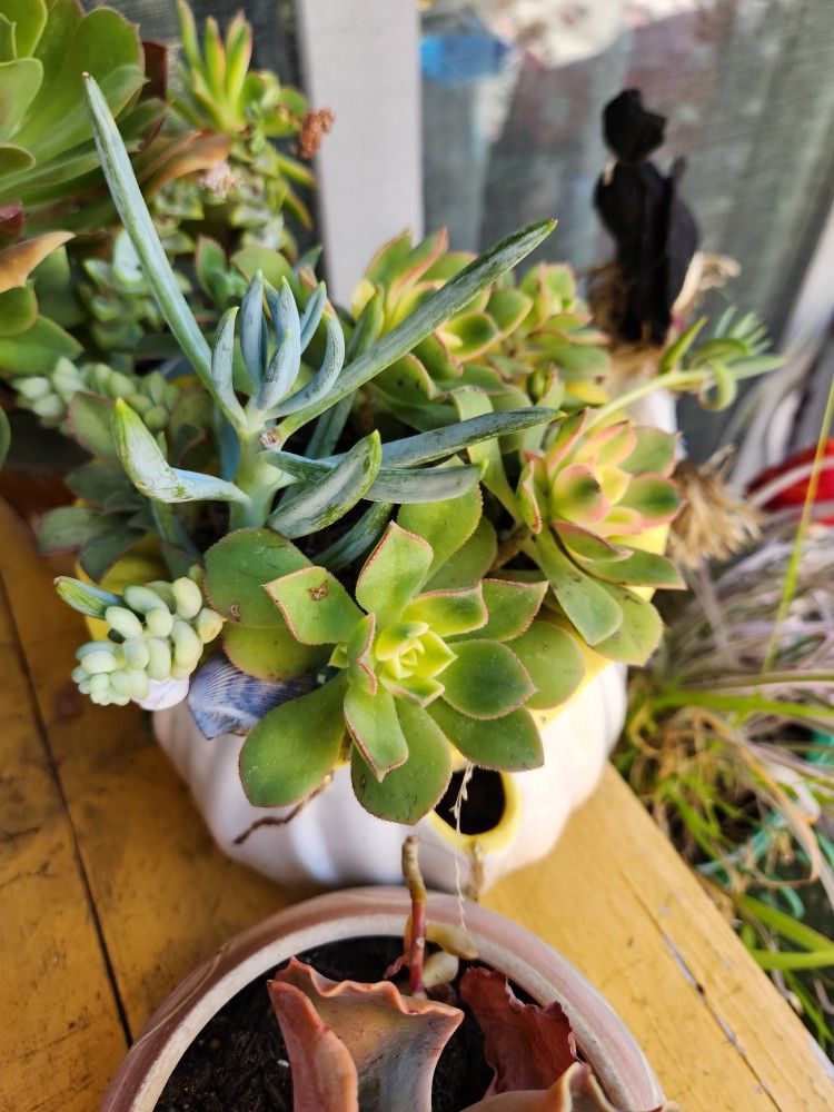 Succulent Salads And Minature Succulent Arrangements.