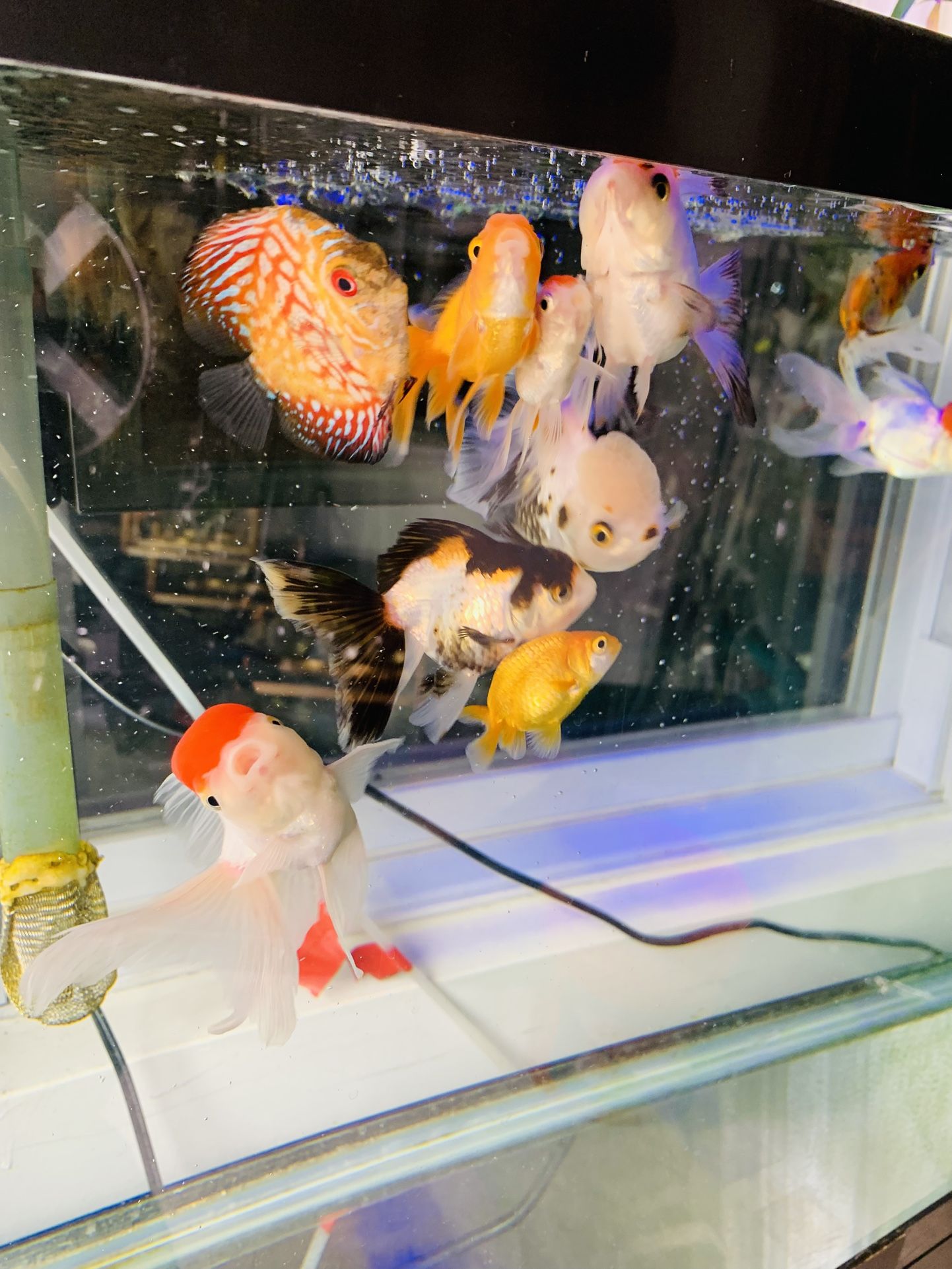 Fishtank