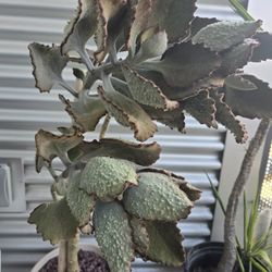 Rare Kalanchoe Beharensis Fang Felt Plant