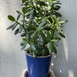 Jade Plant W/ Ceramic Pot