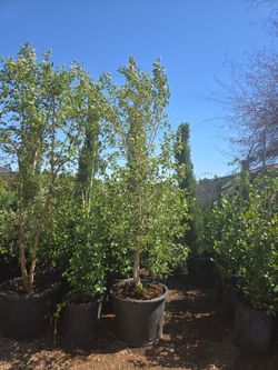 Mulberry Trees