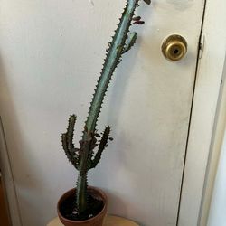 Euphorbia cactus with terracotta pot