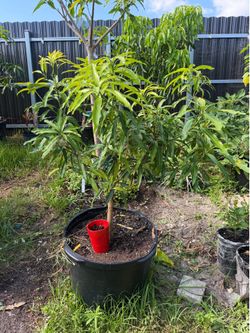 Ice cream mango tree 25 gal