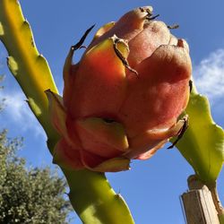 Asunta 5 Paco Dragon Fruit starter Plant