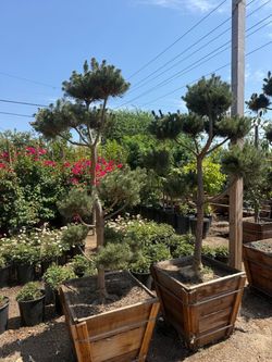 Japanese black pine