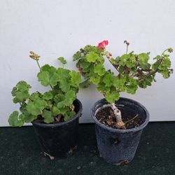 $7 Planta De Geranio Esta En UN Galon