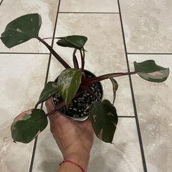 Pink Princess Philodendron 