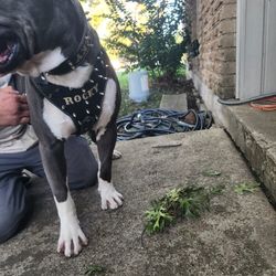 Dog Harneses  M,L,XL , XXL