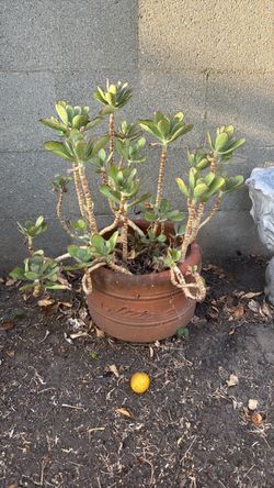 Potted plant