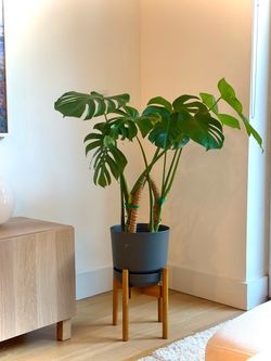 🌿 Large Monstera with pot & wooden stand