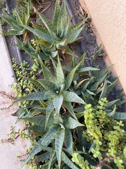 Aloe Vera