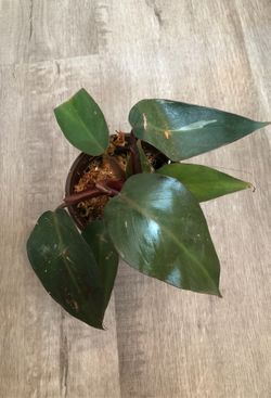 Reverted philodendron pink princess