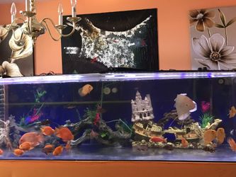 Fish tank 500gal tank only