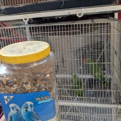 "Bird" Food