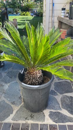 Sago Palms