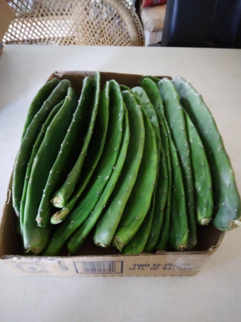 2 LBS Nopalitoes For Eating Or Planting $10-Ship $7 - Non-Prickly Pear Cactus Pads