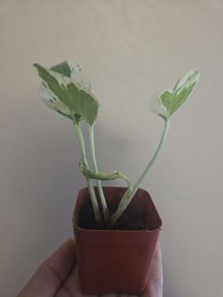 Plant