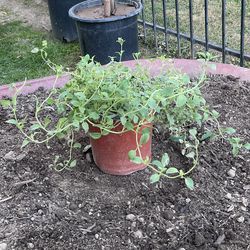 Oregano Live Herb plant $7