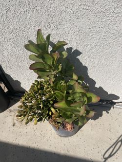 Plant Arrangement Drought Tolerant Healthy