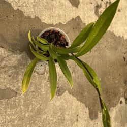 Variegated Orchid