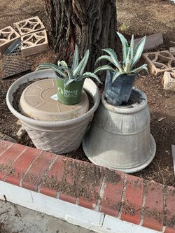 2 1 Gallon Silver Variegated Agave