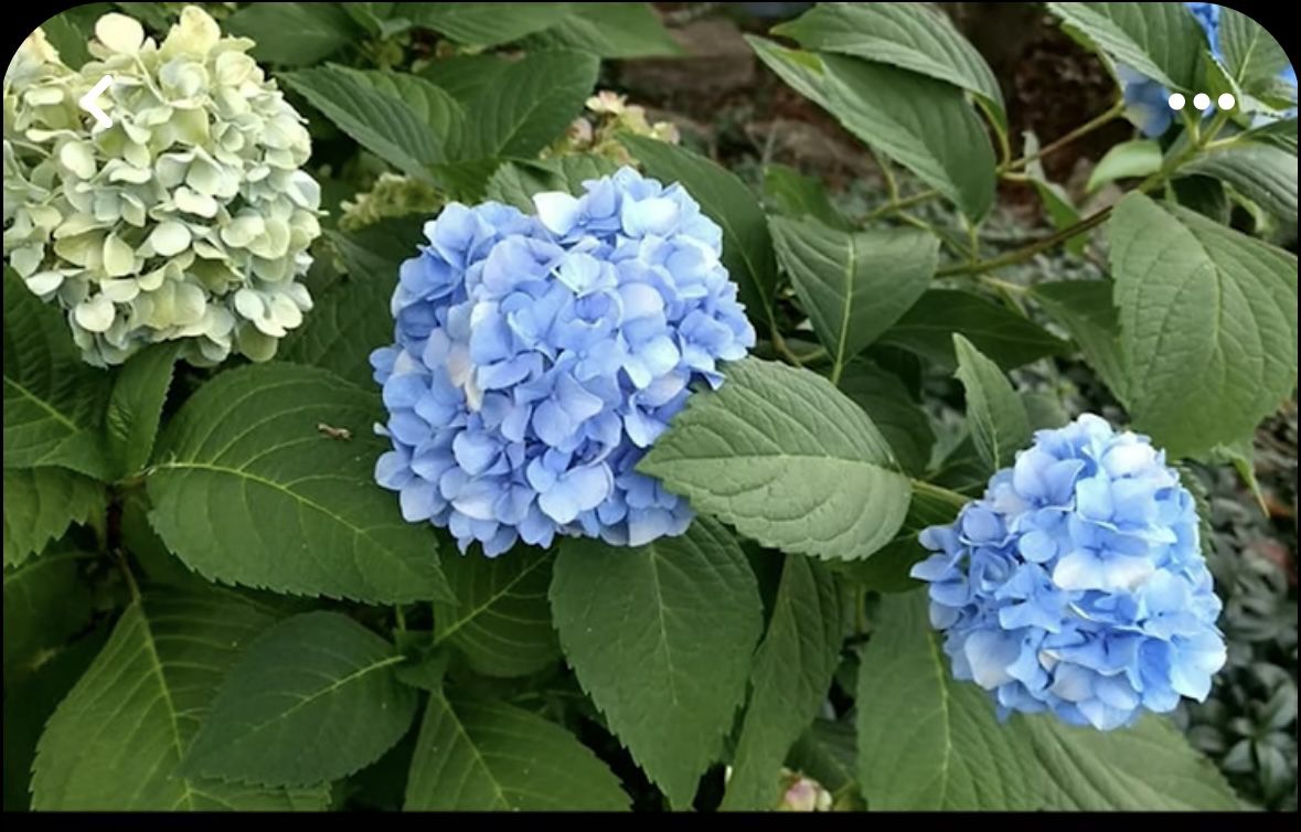 Nikko Blue Hydrangea Plant 