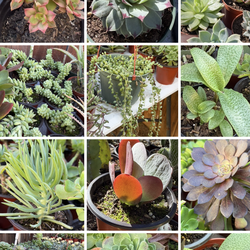 Succulents Plants 🪴