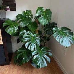 Monstera Deliciosa split leaf Plant/ House Plant / Indoor Plant Flower Patio Garden Starter