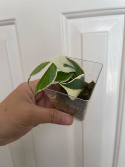 Albo Polyneura plant