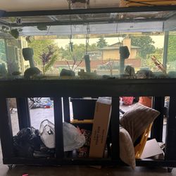 Fish or turtle tank