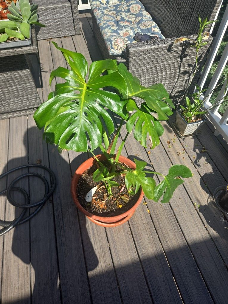 Monstera Deliciosa