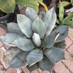 Agave Parryi