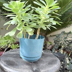 Aeonium Plant