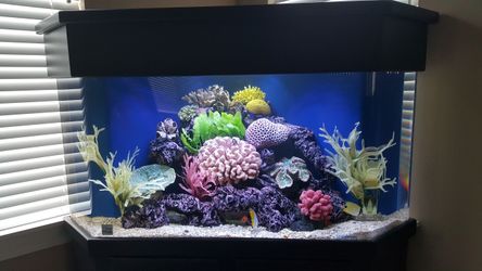 Custom Reef & Coral Displays for any size aquarium!